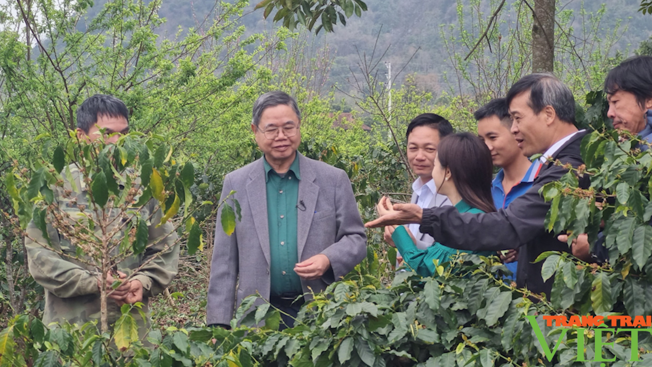 Sơn La: Canh tác cà phê thông minh - Ảnh 3.