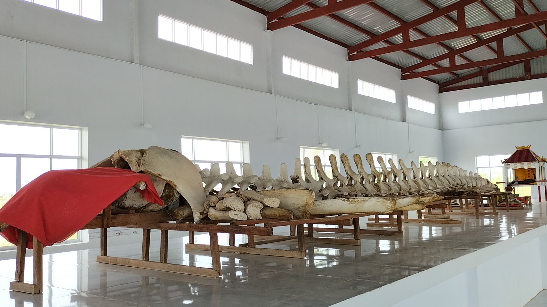 Bộ xương cá Ông quý hiếm, lớn nhất miền Tây ở Cái Cùng, Bạc Liêu - Ảnh 3.