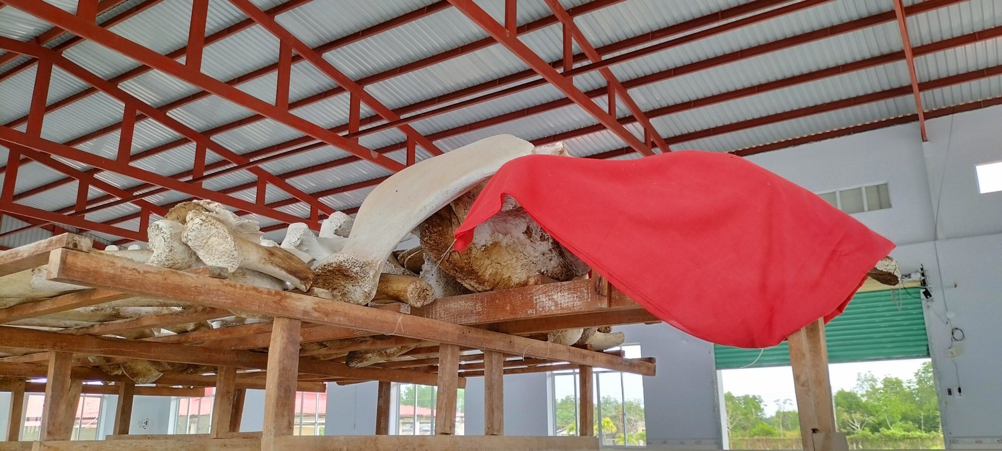Bộ xương cá Ông quý hiếm, lớn nhất miền Tây ở Cái Cùng, Bạc Liêu - Ảnh 4.