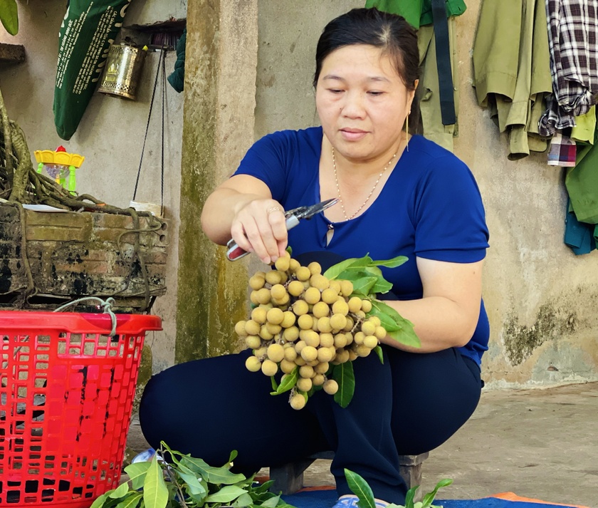 Gia Lai: Nhãn trái vụ sai trĩu cành, thương lái vào tận cửa mua giá cao, nhà vườn bỏ túi 600 triệu đồng - Ảnh 3.