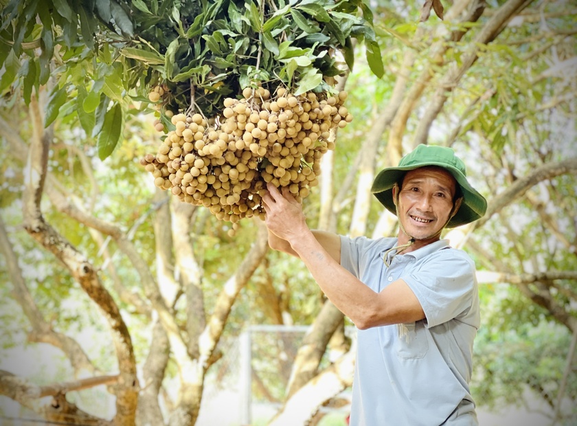 Gia Lai: Nhãn trái vụ sai trĩu cành, thương lái vào tận cửa mua giá cao, nhà vườn bỏ túi 600 triệu đồng - Ảnh 1.