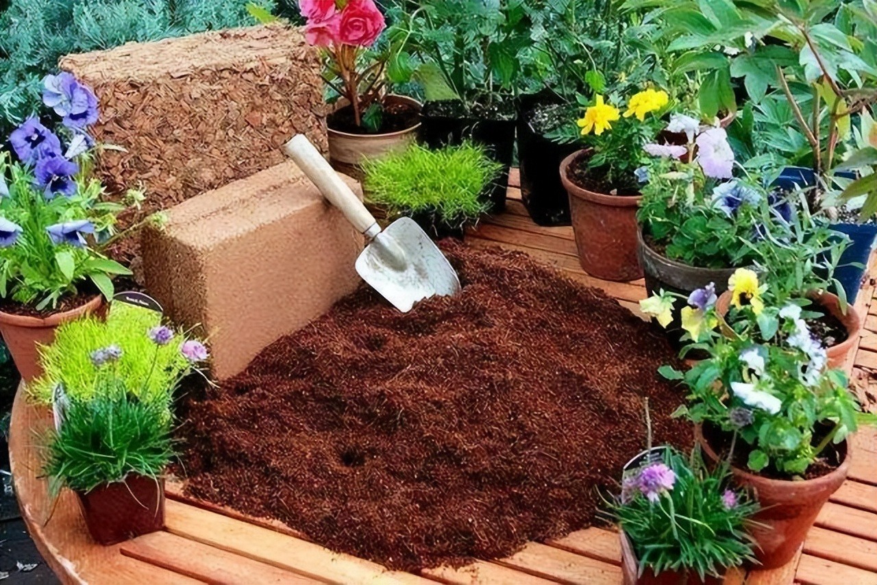 6 mối đe dọa khiến cây cảnh &quot;đoản thọ&quot;, chỉ cần mắc lỗi này là trồng cây gì chết cây đó - Ảnh 11.