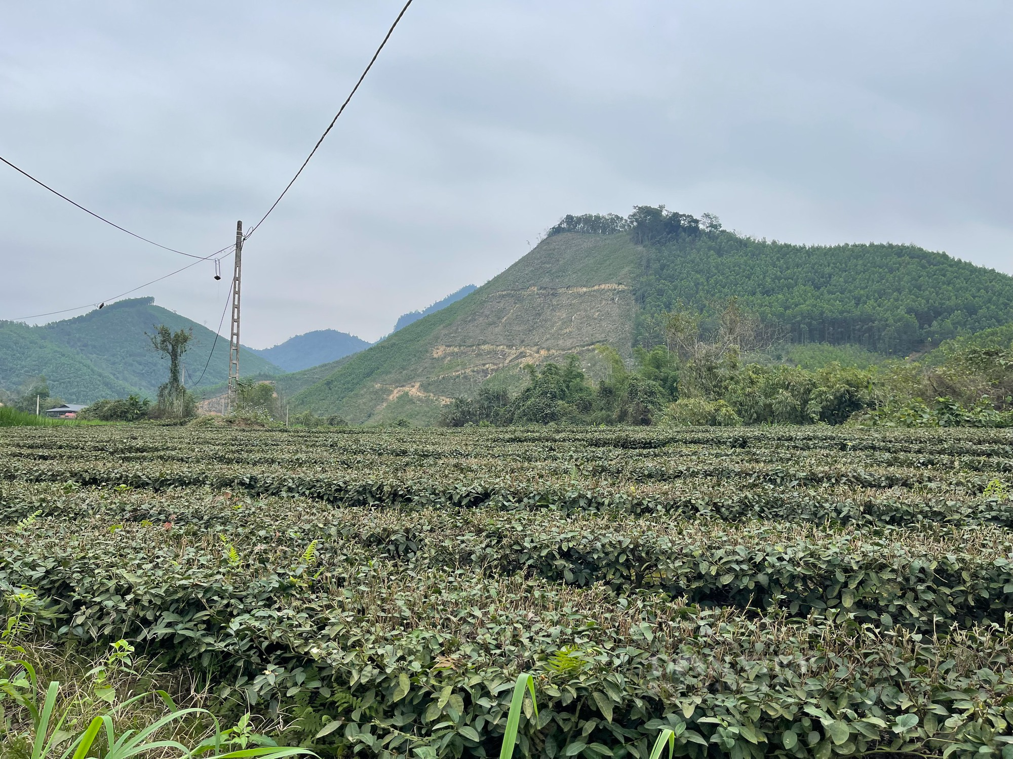 Thái Nguyên: Trở thành nông dân sản xuất kinh doanh giỏi nhờ dám nghĩ, dám làm - Ảnh 2.