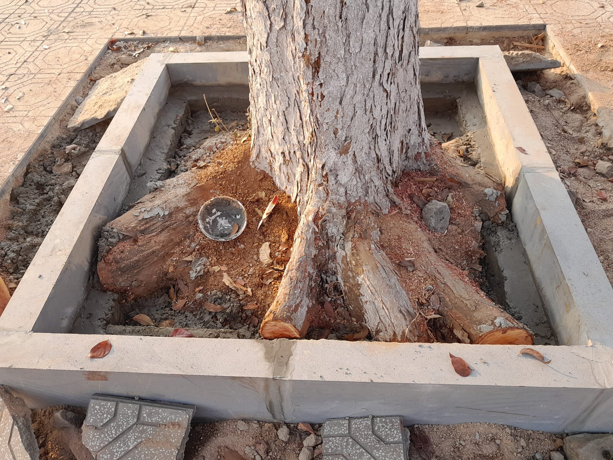 Chặt loạt cây xanh đô thị để lát vỉa hè, đơn vị thi công bị phạt 40 triệu đồng - Ảnh 2.