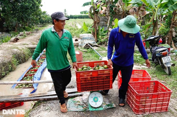 Cam sành tăng giá 10.000 đồng/kg, nông dân miền Tây &quot;nín thở&quot; chờ - Ảnh 2.