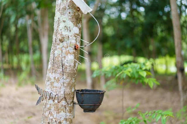 Giá cao su hôm nay 23/2: Giá cao su tăng giảm trái chiều, đi lên tại Trung Quốc - Ảnh 3.