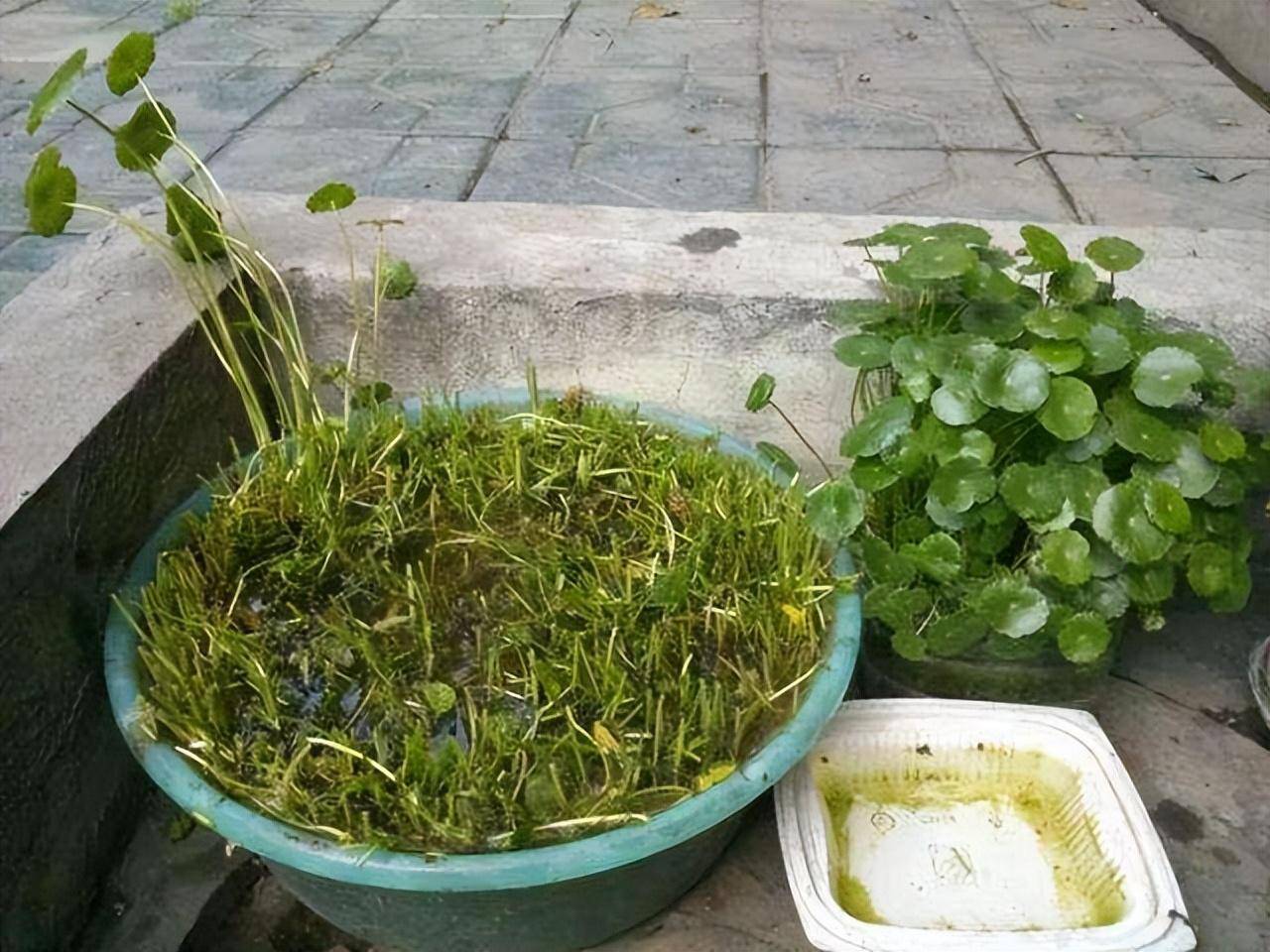 Mùa xuân, làm ngay việc này để cây cảnh tốt tươi, tràn đầy hoa lá, giúp khu vườn mãn nhãn suốt 4 mùa - Ảnh 4.