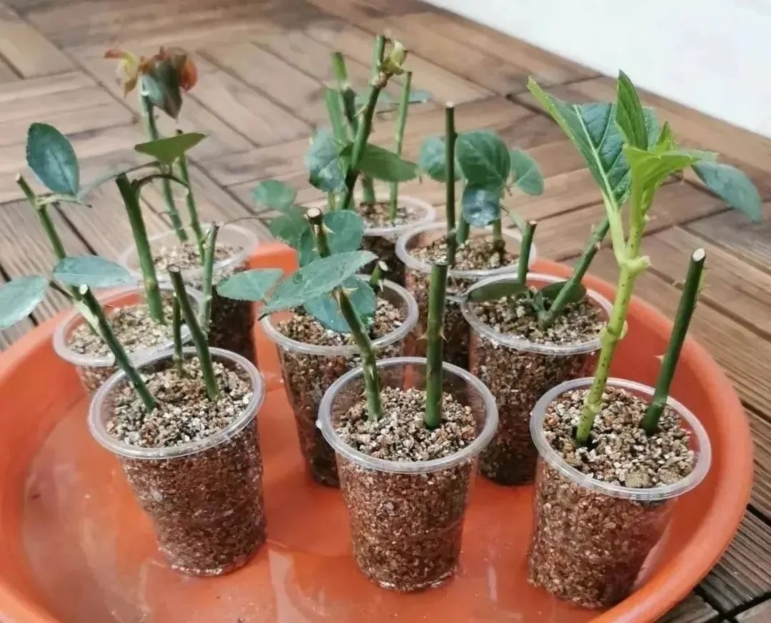 Mùa xuân, làm ngay việc này để cây cảnh tốt tươi, tràn đầy hoa lá, giúp khu vườn mãn nhãn suốt 4 mùa - Ảnh 6.