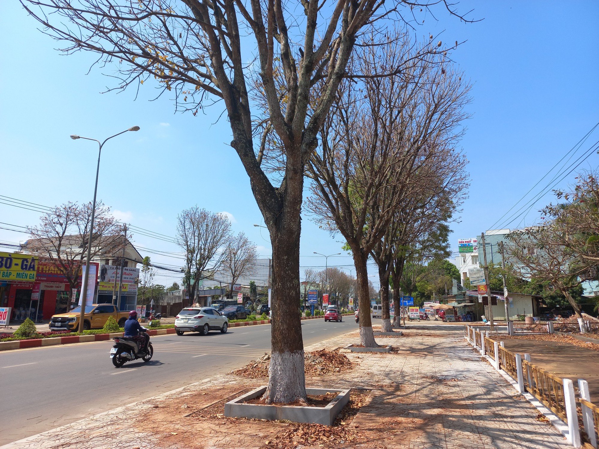 Chặt loạt cây xanh đô thị để lát vỉa hè, đơn vị thi công bị phạt 40 triệu đồng - Ảnh 1.