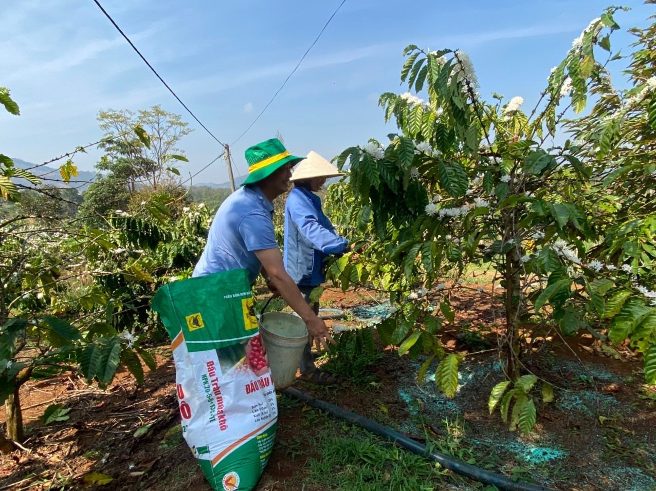 Nông dân Tây Nguyên chuẩn bị đua tài tại Lễ hội cà phê Buôn Ma Thuột lần 8 - Ảnh 1.
