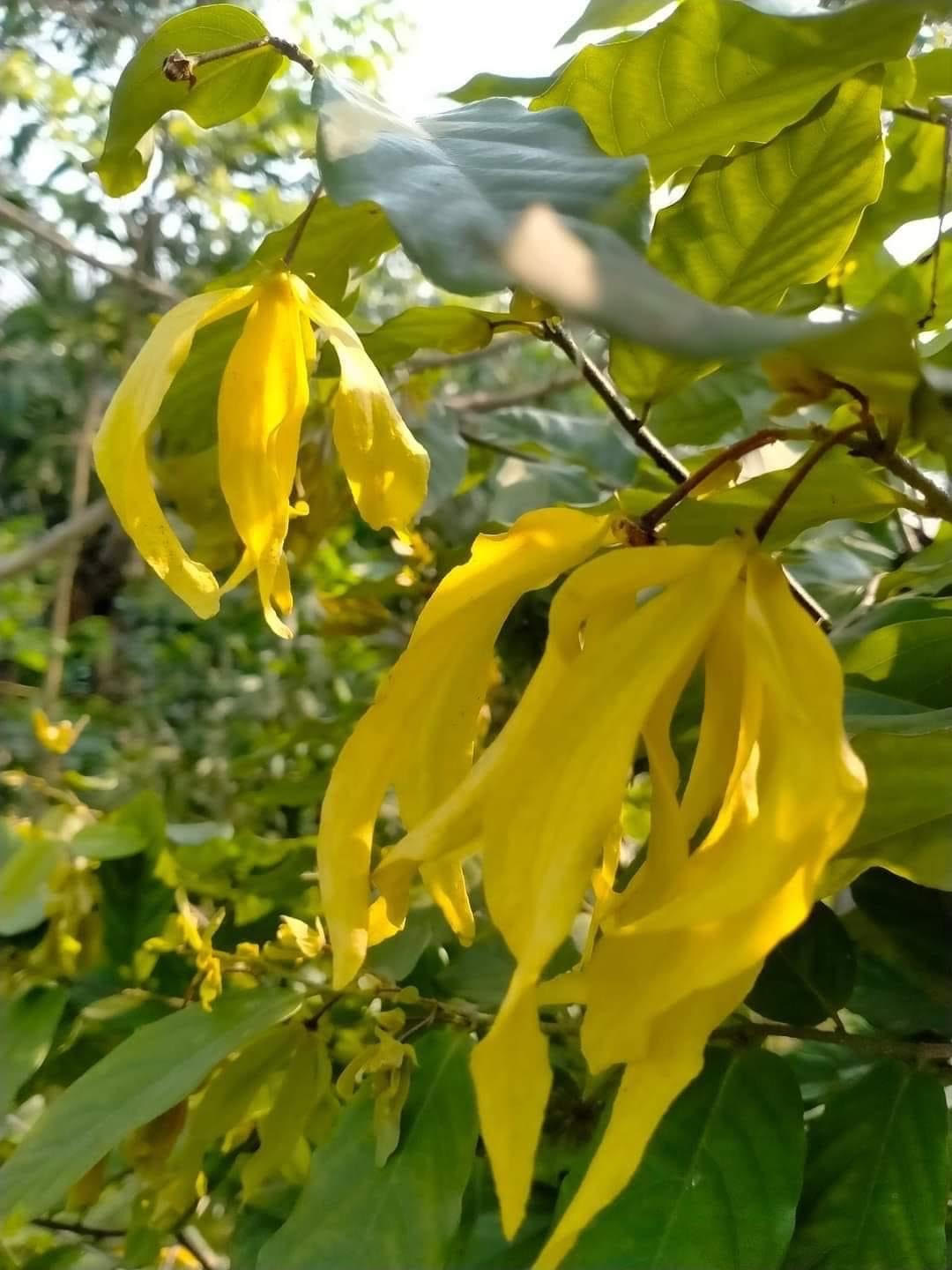 Kể chuyện làng: Ngạt ngào hương hoa dẻ quê - Ảnh 3.