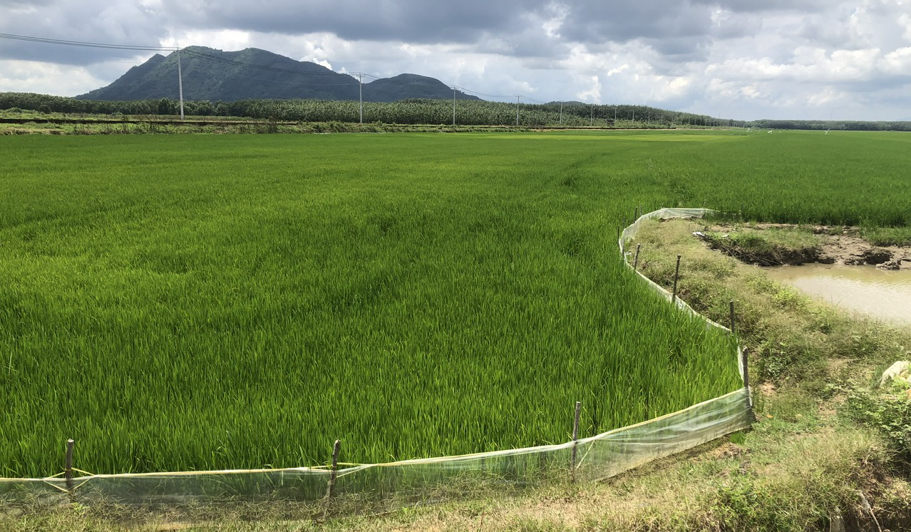 Chính quyền bắt tay cùng bưu điện tiêu thụ nông dân cho nông dân, lợi cả đôi đường - Ảnh 2.