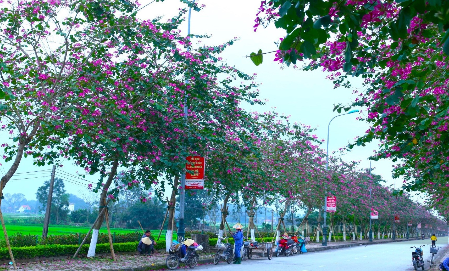 Nghệ An: Ngắm con đường hoa ban tím nở rực trời, đẹp như tranh vẽ trên quê Bác - Ảnh 1.
