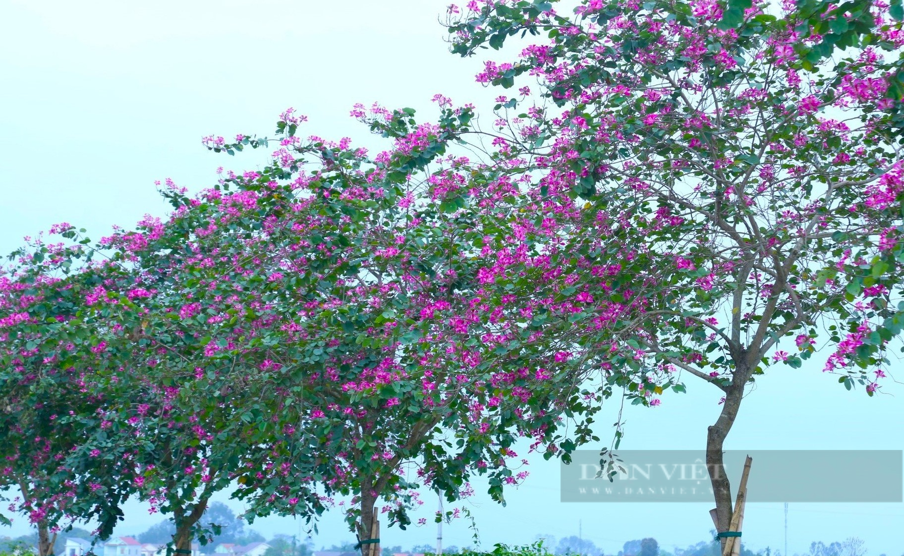 Nghệ An: Ngắm con đường hoa ban tím nở rực trời, đẹp như tranh vẽ trên quê Bác - Ảnh 4.
