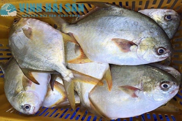 7 loại cá tự nhiên giàu dinh dưỡng, gặp mua ngay - Ảnh 3.