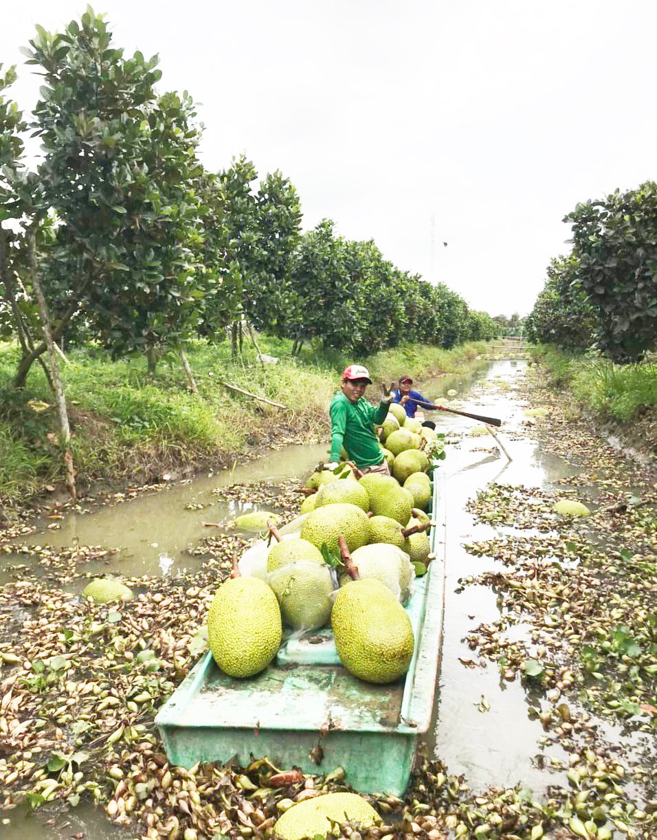 Giá mít Thái hôm nay 26/2: Mít loại A tăng giá, giá mít Tiền Giang cao nhất 38.000 đồng/kg - Ảnh 1.