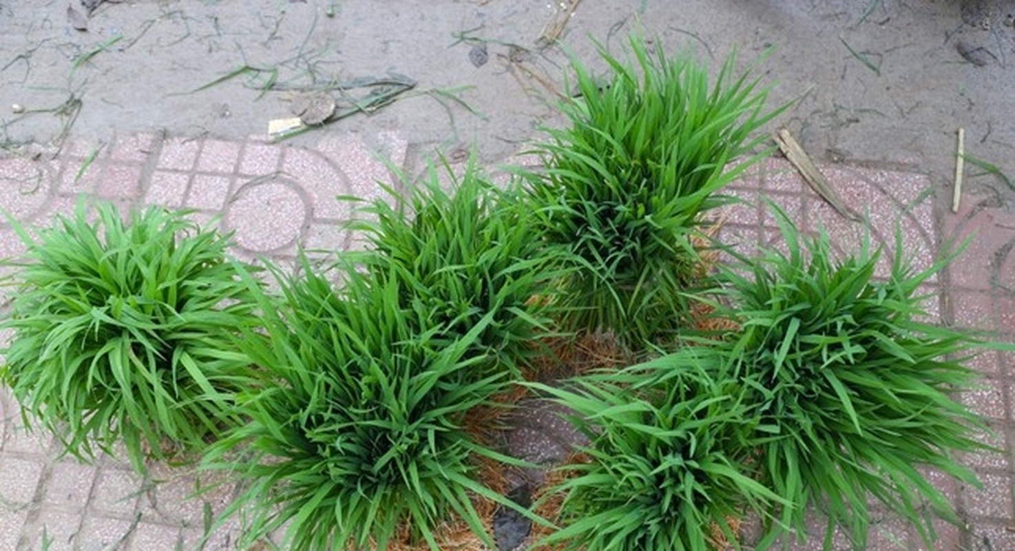 Phiên chợ bán lúa non độc nhất vô nhị ở Việt Nam tại sao lại bị nói là vừa họp đã tan? - Ảnh 1.