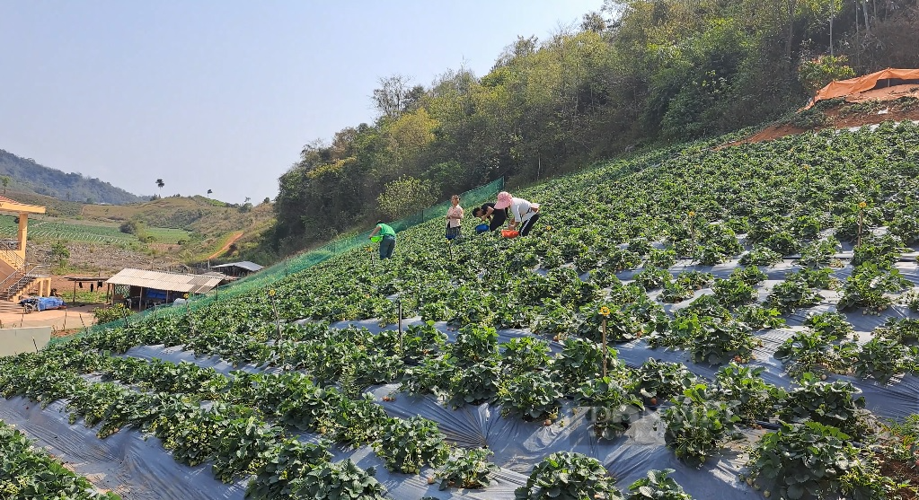 Nghề hái dâu tây giúp nông dân vùng cao Sơn La nâng cao thu nhập - Ảnh 6.
