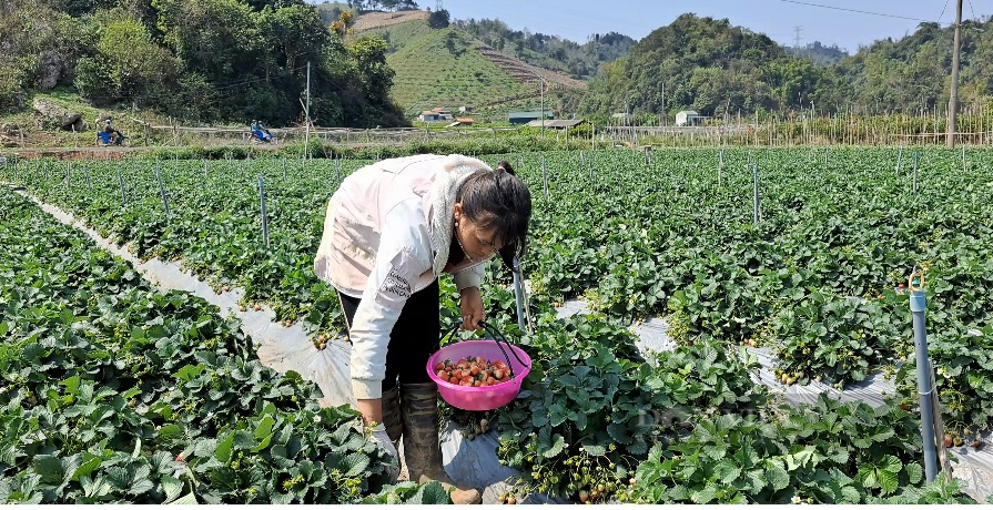 Nghề hái dâu tây giúp nông dân vùng cao Sơn La nâng cao thu nhập - Ảnh 8.