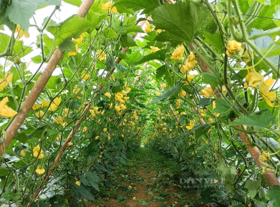 Nghệ An: Bí xanh được mùa, giá lại lên đỉnh nông dân lãi to, mỗi sào bí xanh có ngay 20 triệu - Ảnh 2.