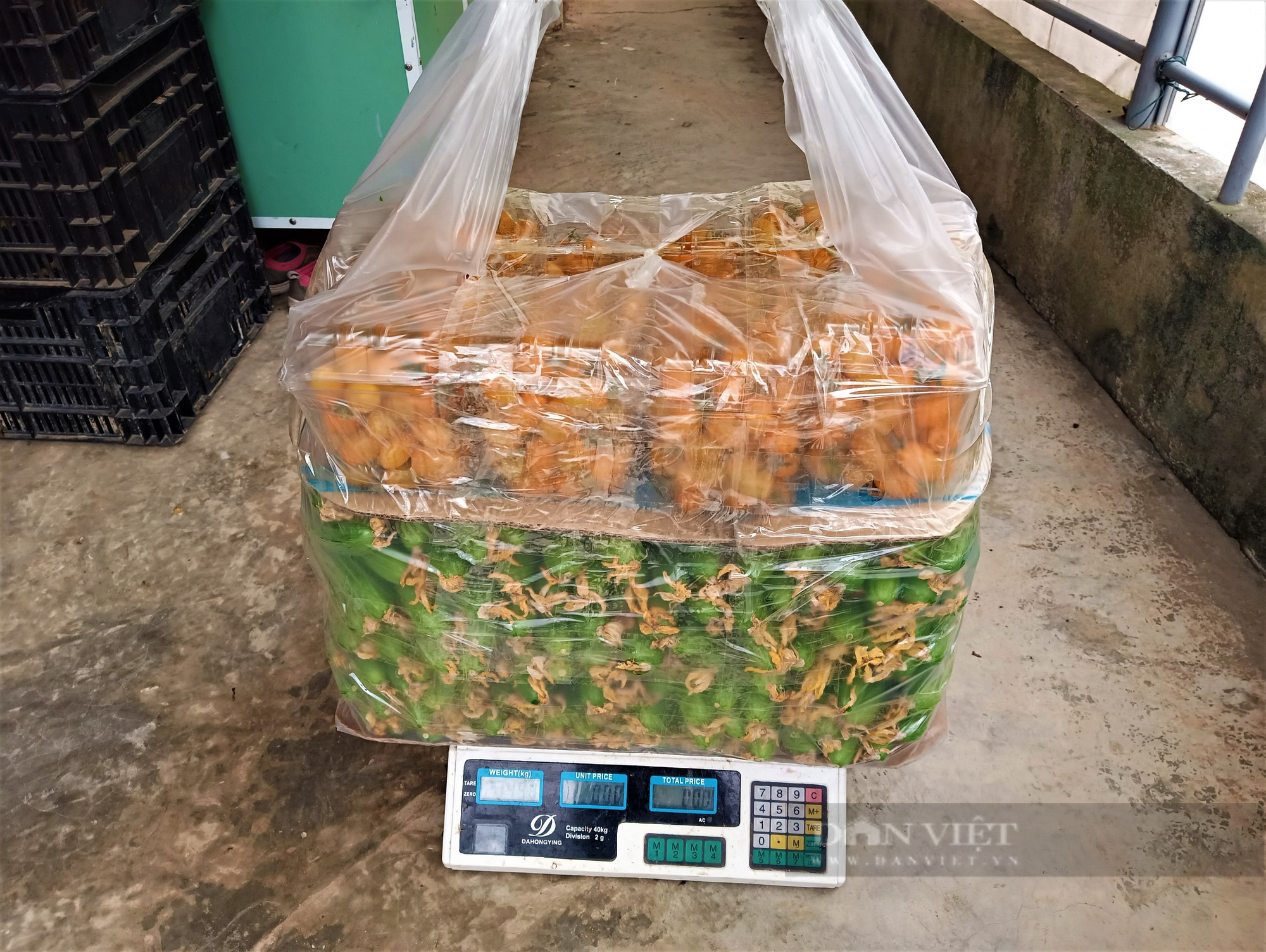 Bỏ phố về làng, anh nông dân ở Hải Dương khởi nghiệp nông nghiệp &quot;sạch&quot;, quả vặt ăn liền, bán giá cao, thu bộn tiền - Ảnh 2.