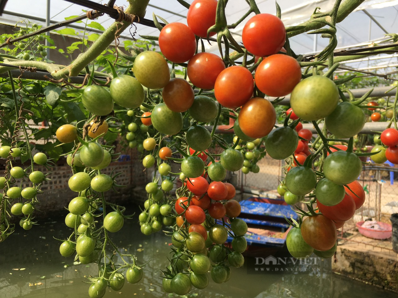 Bỏ phố về làng, anh nông dân ở Hải Dương khởi nghiệp nông nghiệp &quot;sạch&quot;, quả vặt ăn liền, bán giá cao, thu bộn tiền - Ảnh 9.