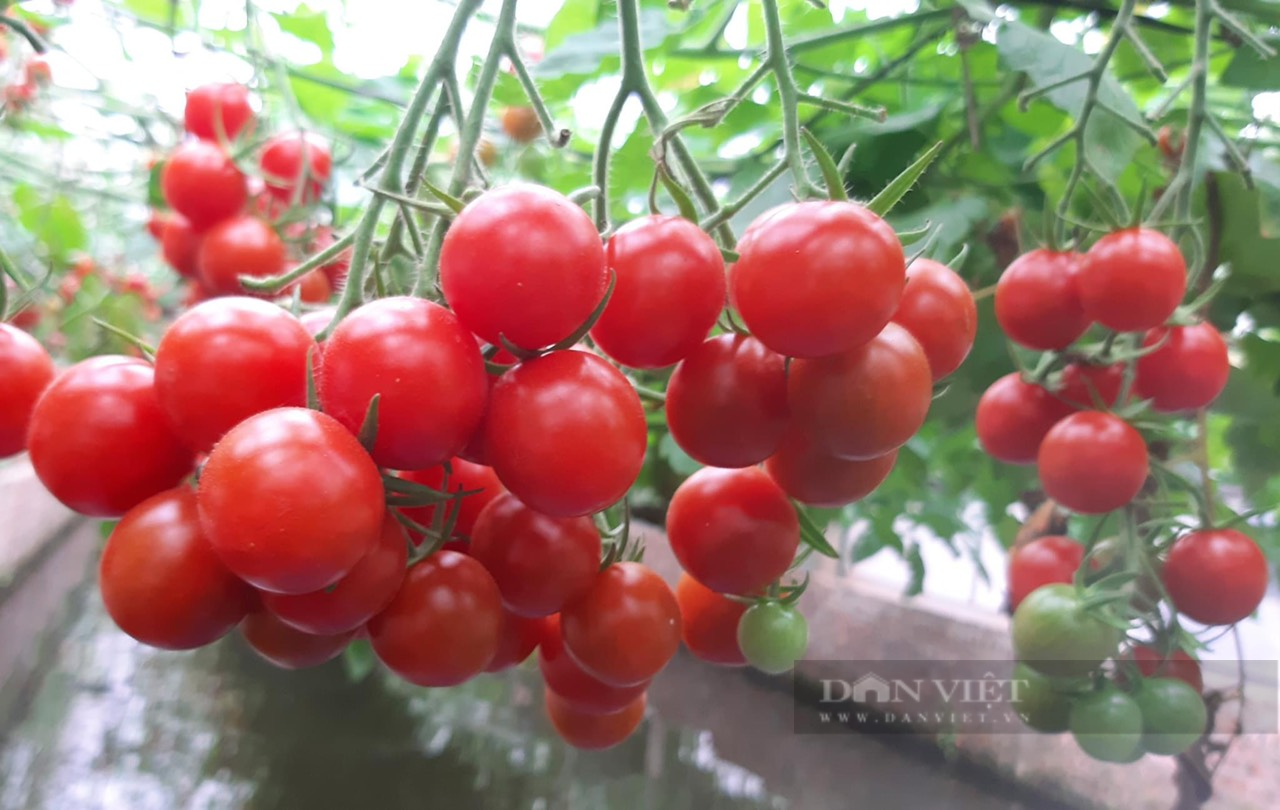 Bỏ phố về làng, anh nông dân ở Hải Dương khởi nghiệp nông nghiệp &quot;sạch&quot;, quả vặt ăn liền, bán giá cao, thu bộn tiền - Ảnh 10.