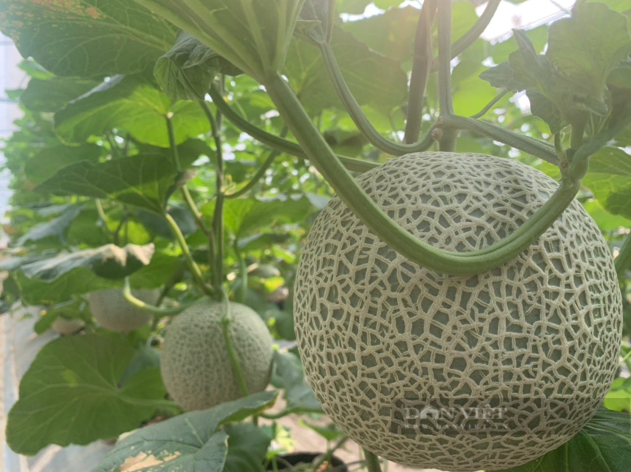 Bỏ phố về làng, anh nông dân ở Hải Dương khởi nghiệp nông nghiệp &quot;sạch&quot;, quả vặt ăn liền, bán giá cao, thu bộn tiền - Ảnh 15.