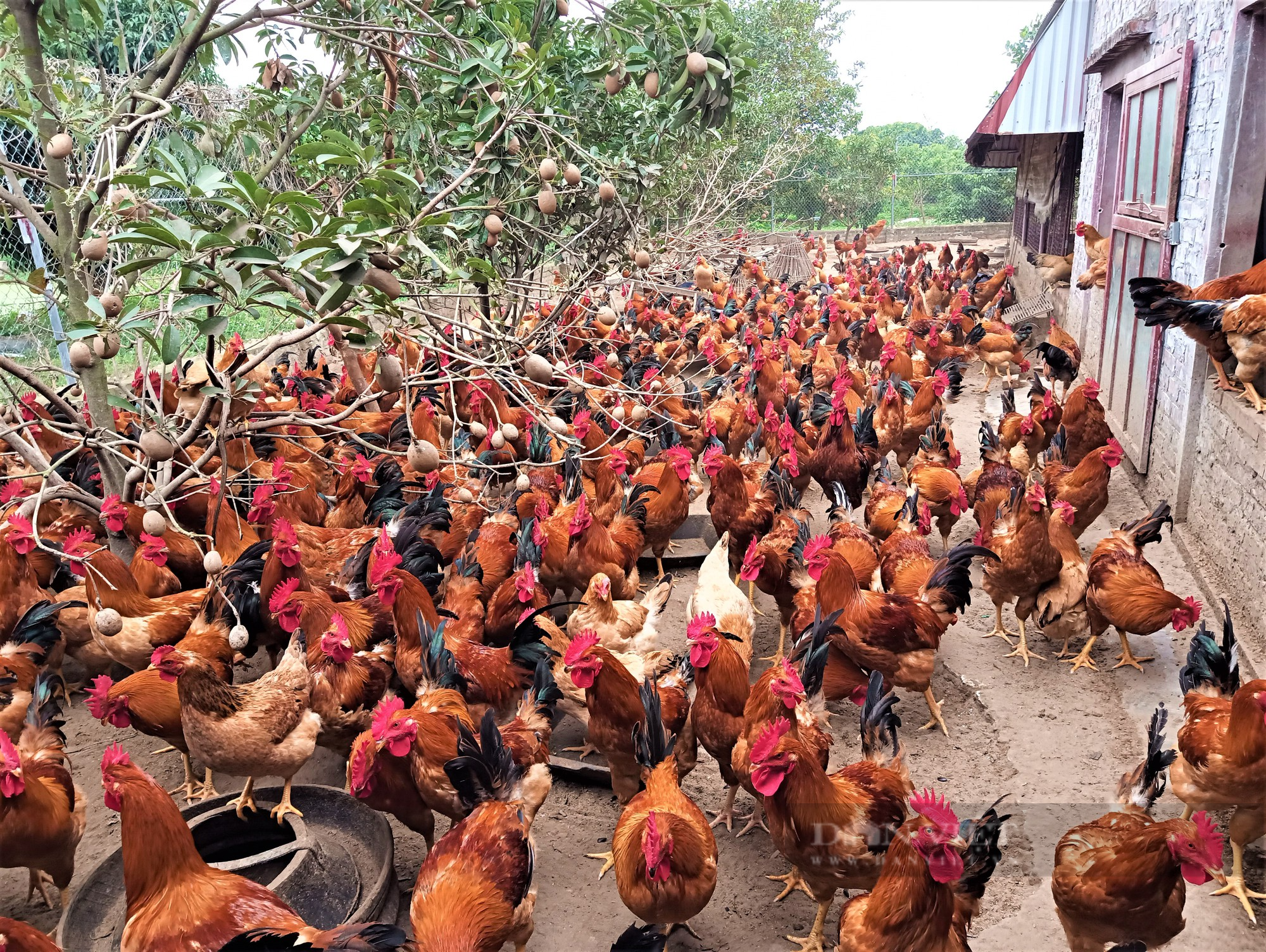 Bỏ phố về làng, anh nông dân ở Hải Dương khởi nghiệp nông nghiệp &quot;sạch&quot;, quả vặt ăn liền, bán giá cao, thu bộn tiền - Ảnh 19.