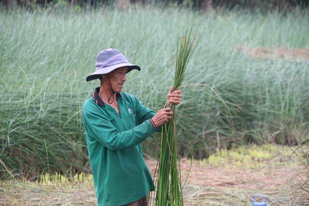 Nông dân Trà Vinh bội thu mùa cỏ lác-thứ vốn là cỏ dại này cứ cắt phơi bán là thu tiền - Ảnh 4.
