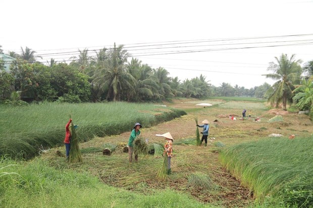 Nông dân Trà Vinh bội thu mùa cỏ lác-thứ vốn là cỏ dại này cứ cắt phơi bán là thu tiền - Ảnh 1.