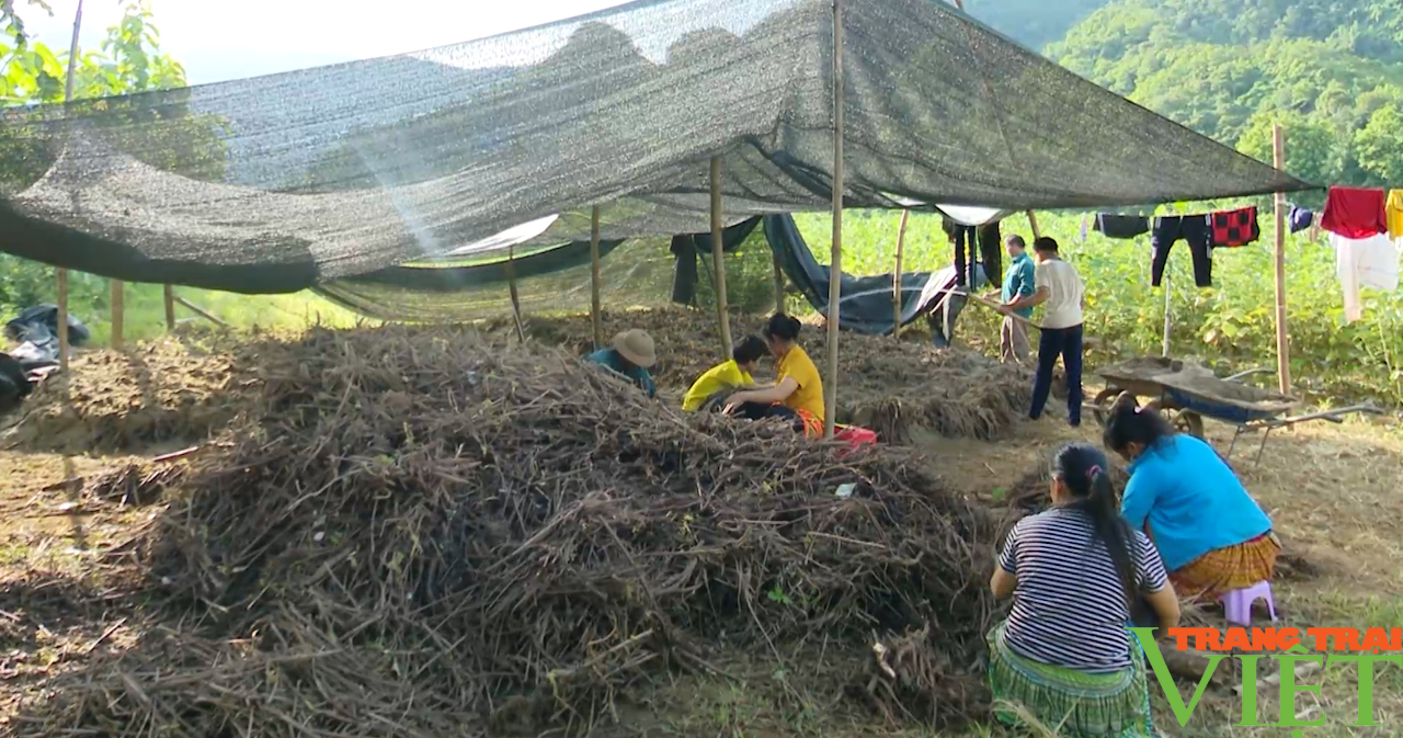 Gai xanh, cây trồng mới tiềm năng tại huyện vùng cao Sơn La - Ảnh 4.