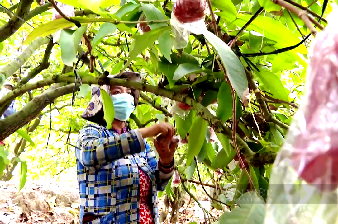 Trồng cây đặc sản mau ăn, mắn đẻ, chị nông dân Tiền Giang tưởng liều hóa ra sống khỏe - Ảnh 1.