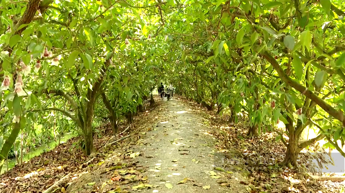 Trồng cây đặc sản mau ăn, mắn đẻ, chị nông dân Tiền Giang tưởng liều hóa ra sống khỏe - Ảnh 5.