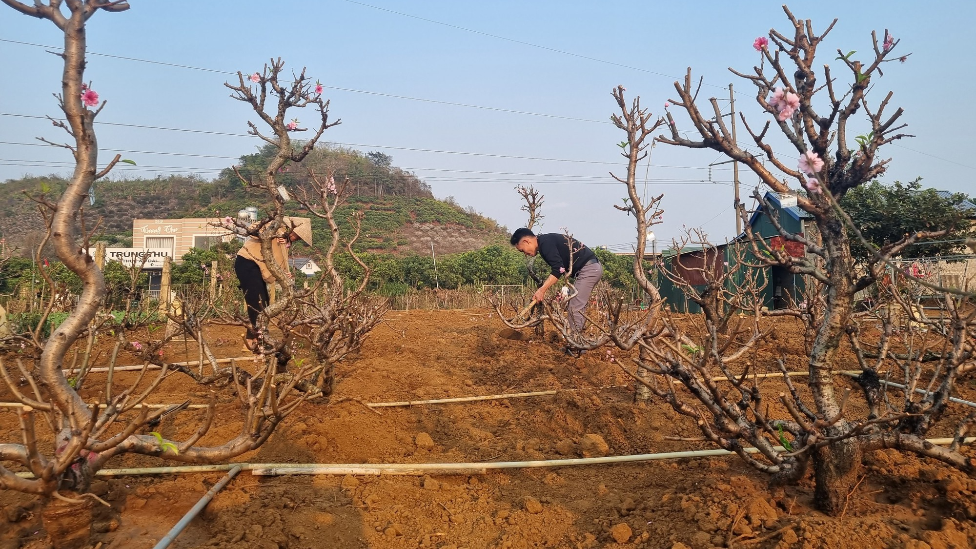 Vùng cao Sơn La tất bật &quot;hồi sinh&quot; đào tết - Ảnh 5.