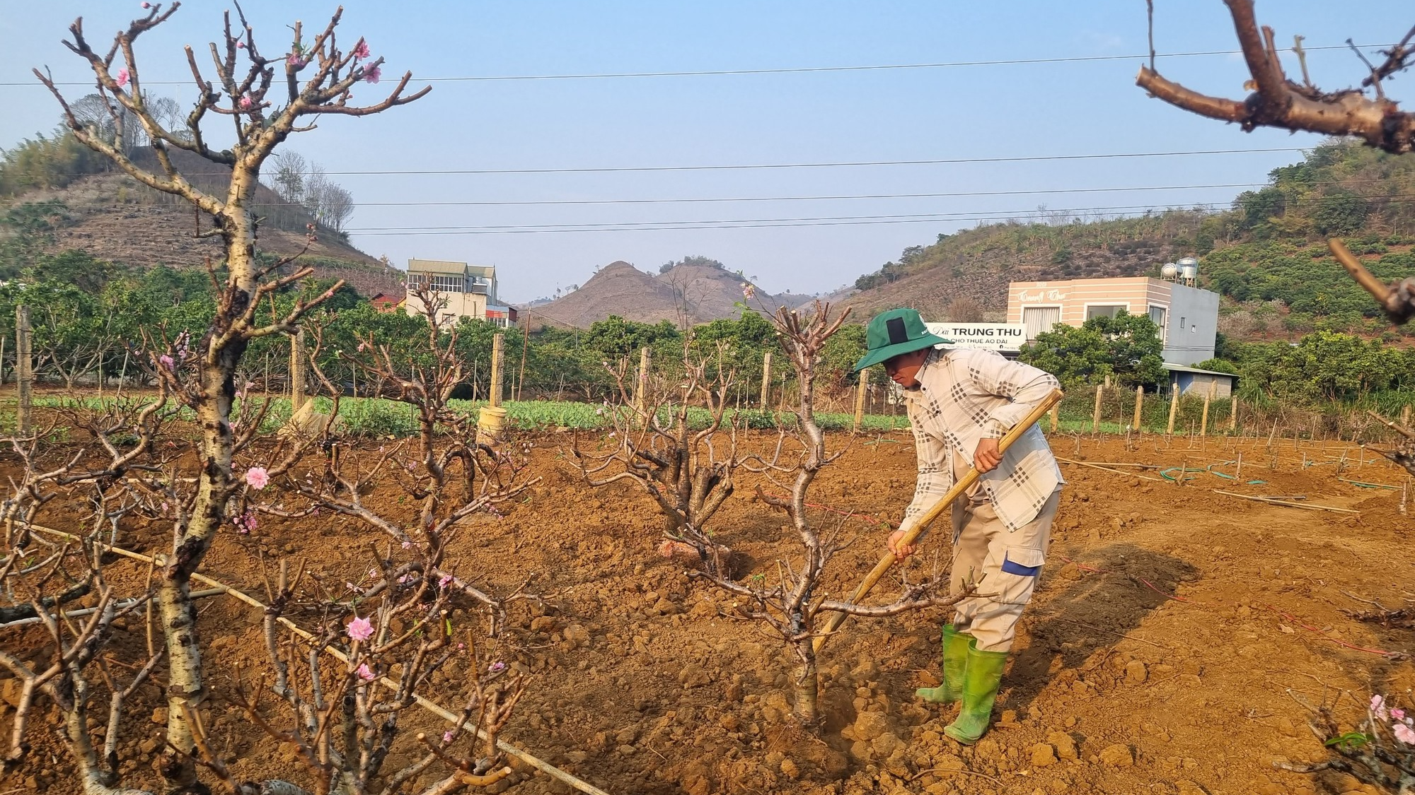 Vùng cao Sơn La tất bật &quot;hồi sinh&quot; đào tết - Ảnh 3.