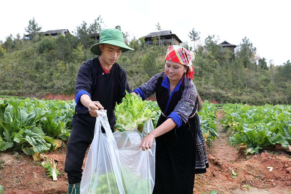 Loại rau càng lạnh càng tốt, ăn vào tốt cho xương khớp, dân vùng cao trồng thu 600 triệu/ha - Ảnh 2.