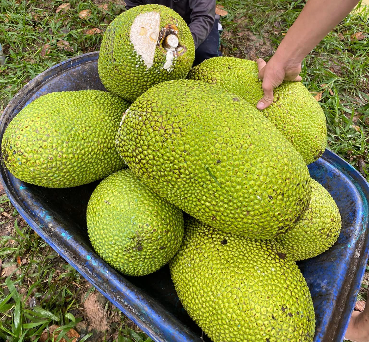Giá mít Thái hôm nay 6/2: Mít Tiền Giang 40.000 đồng/kg, cách hạn chế mít &quot;chết múi&quot; vào mùa nắng - Ảnh 1.