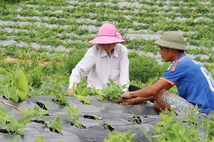 Doanh nghiệp phải đăng ký trước khi xuất khẩu dược liệu sang thị trường Trung Quốc - Ảnh 1.