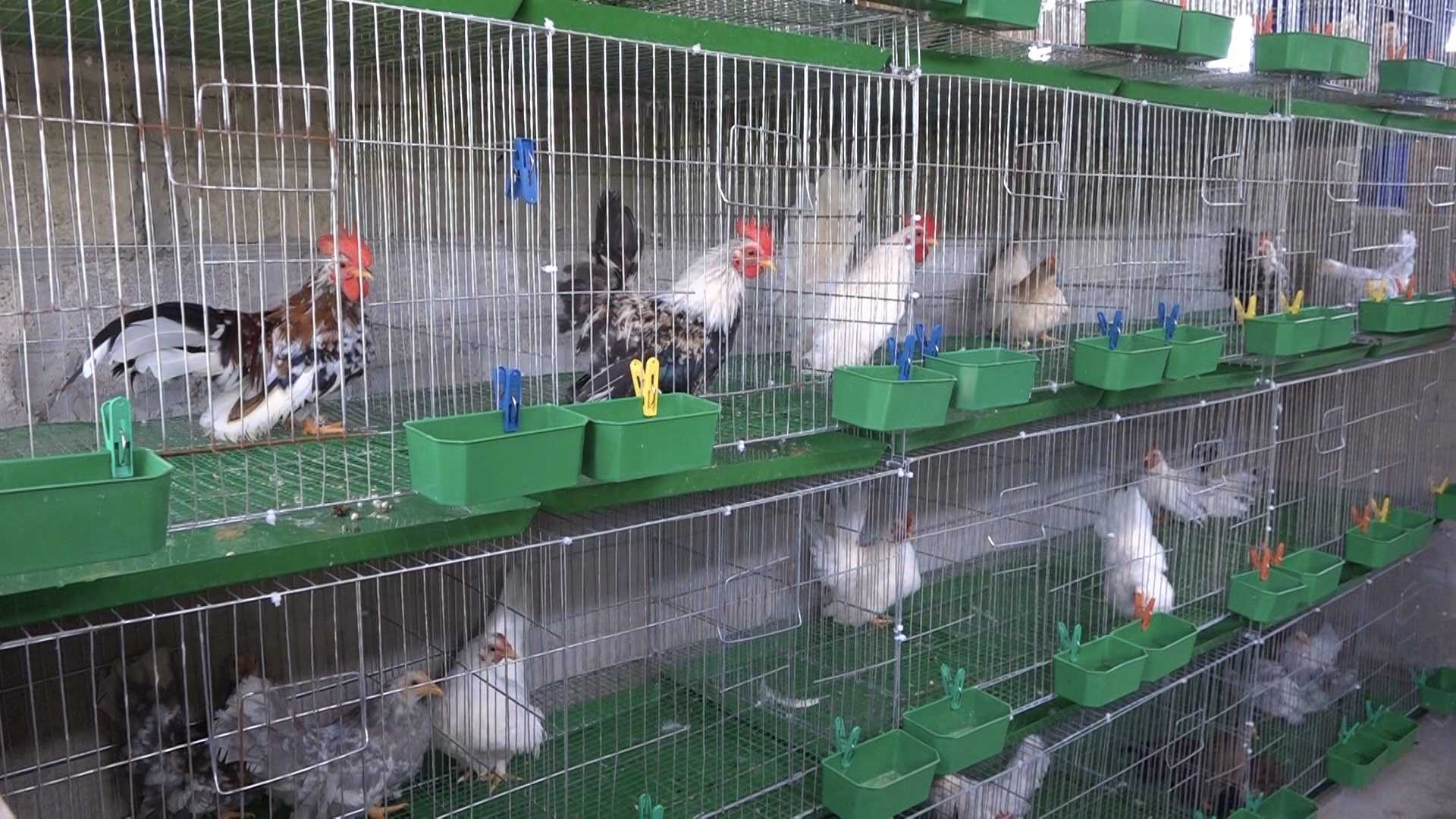 Nuôi thứ gà be bé xuất xứ Thái Lan, anh nông dân Quảng Ninh cứ bán một cặp bỏ túi 300.000-450.000 đồng - Ảnh 3.
