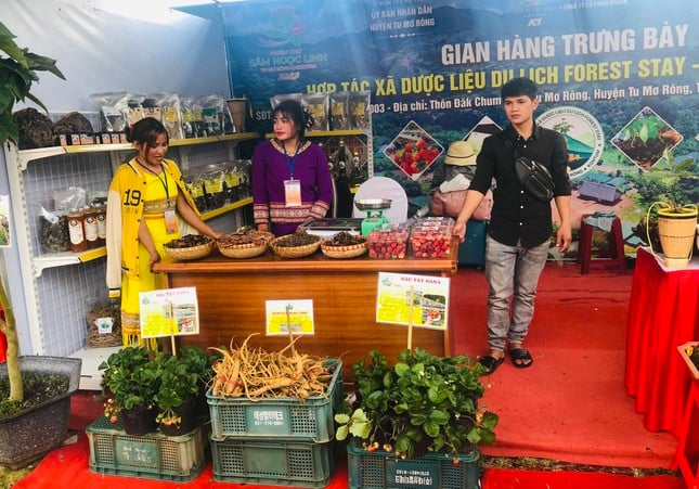 Chiêm ngưỡng củ sâm Ngọc Linh 'khủng' được bán cho đại gia Quảng Nam - Ảnh 10.