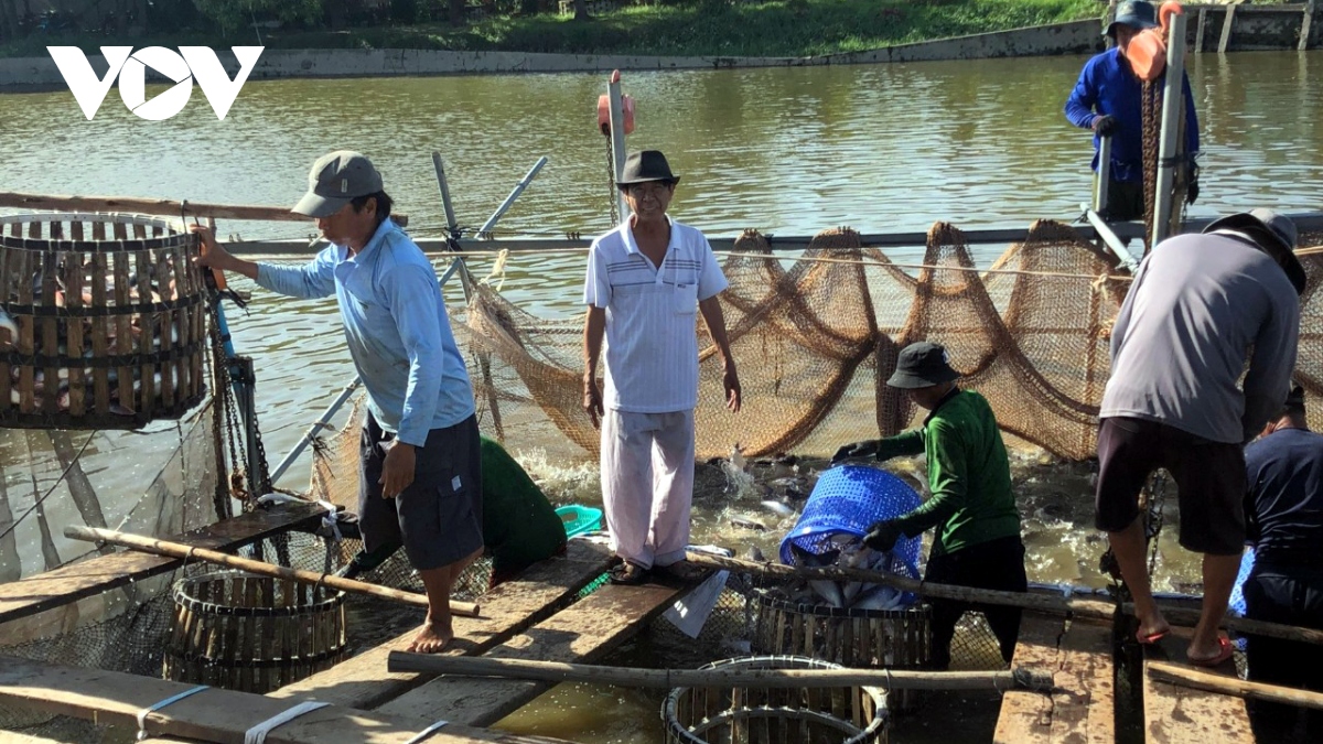Cá tra thương phẩm hút hàng, giá tăng cao sau Tết Nguyên đán - Ảnh 1.