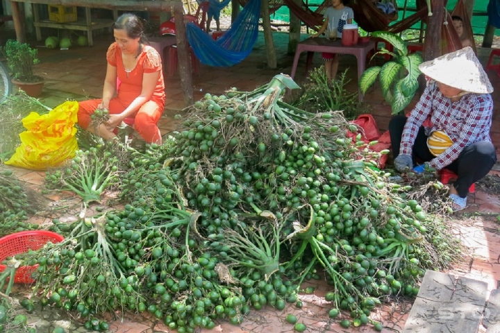 Trung Quốc gom mua cau non giá cao, Cục Trồng trọt khuyến cáo không trồng ồ ạt - Ảnh 1.