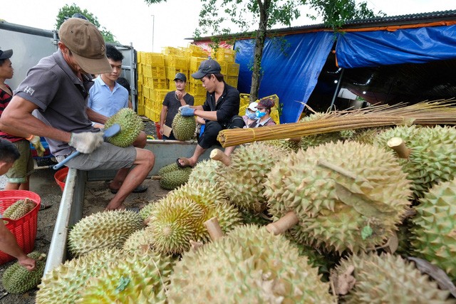 Sầu riêng, thanh long Việt xuất Trung Quốc tăng giá gấp 3 lần - Ảnh 1.