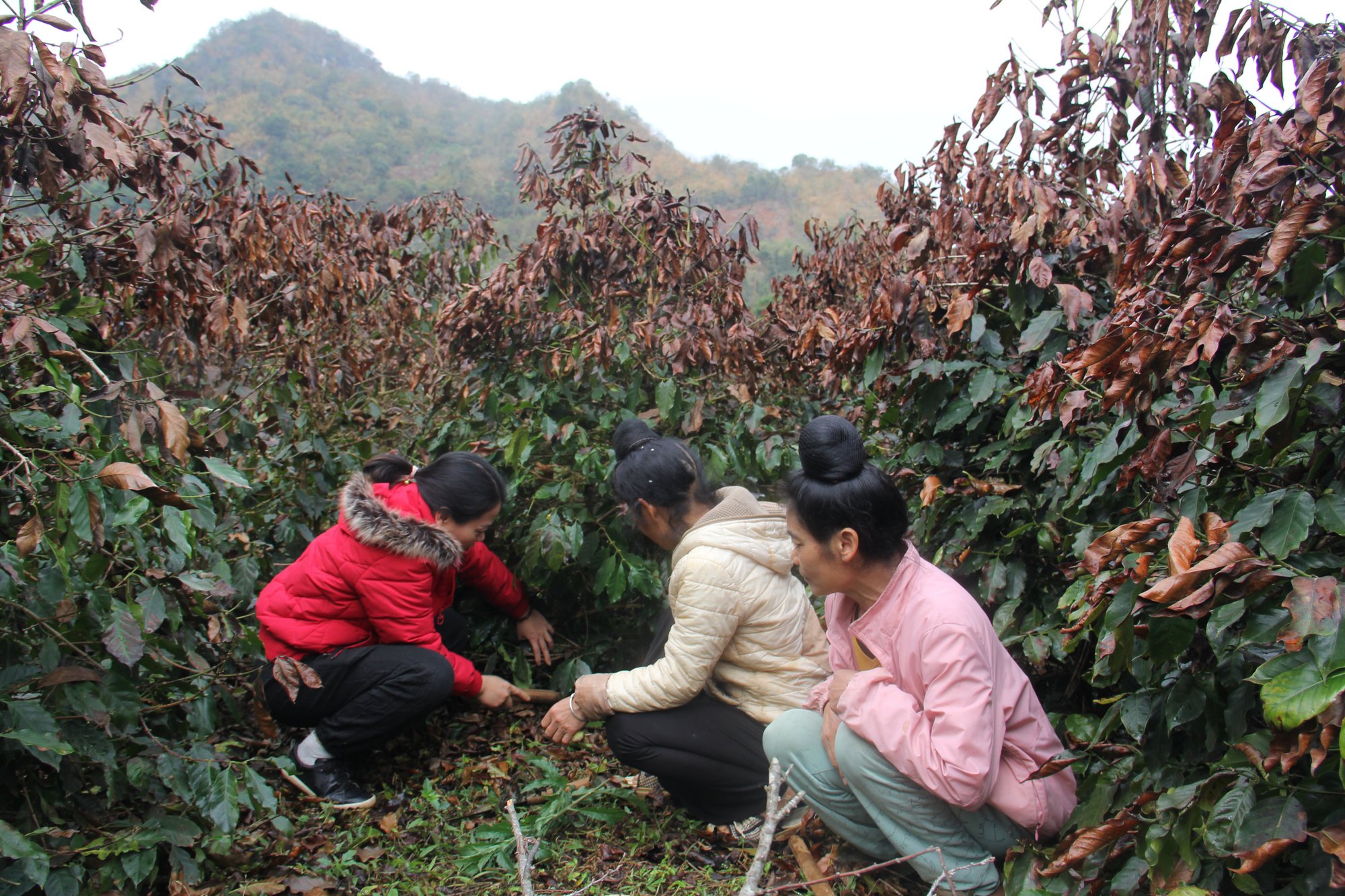 Sơn La: Hơn 10 ha cây cà phê bị cháy khô - Ảnh 3.