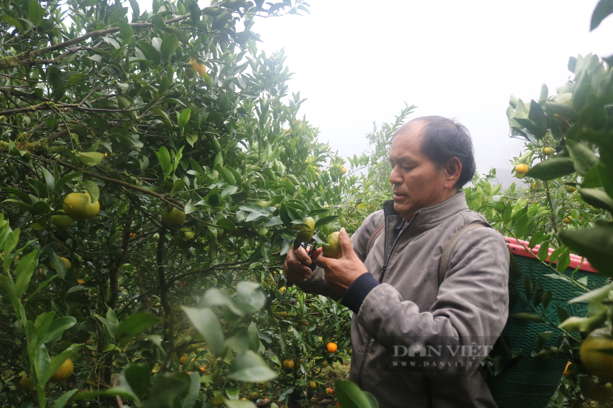 Triệu phú người dân tộc Bố Y ở biên giới Lào Cai - Ảnh 2.