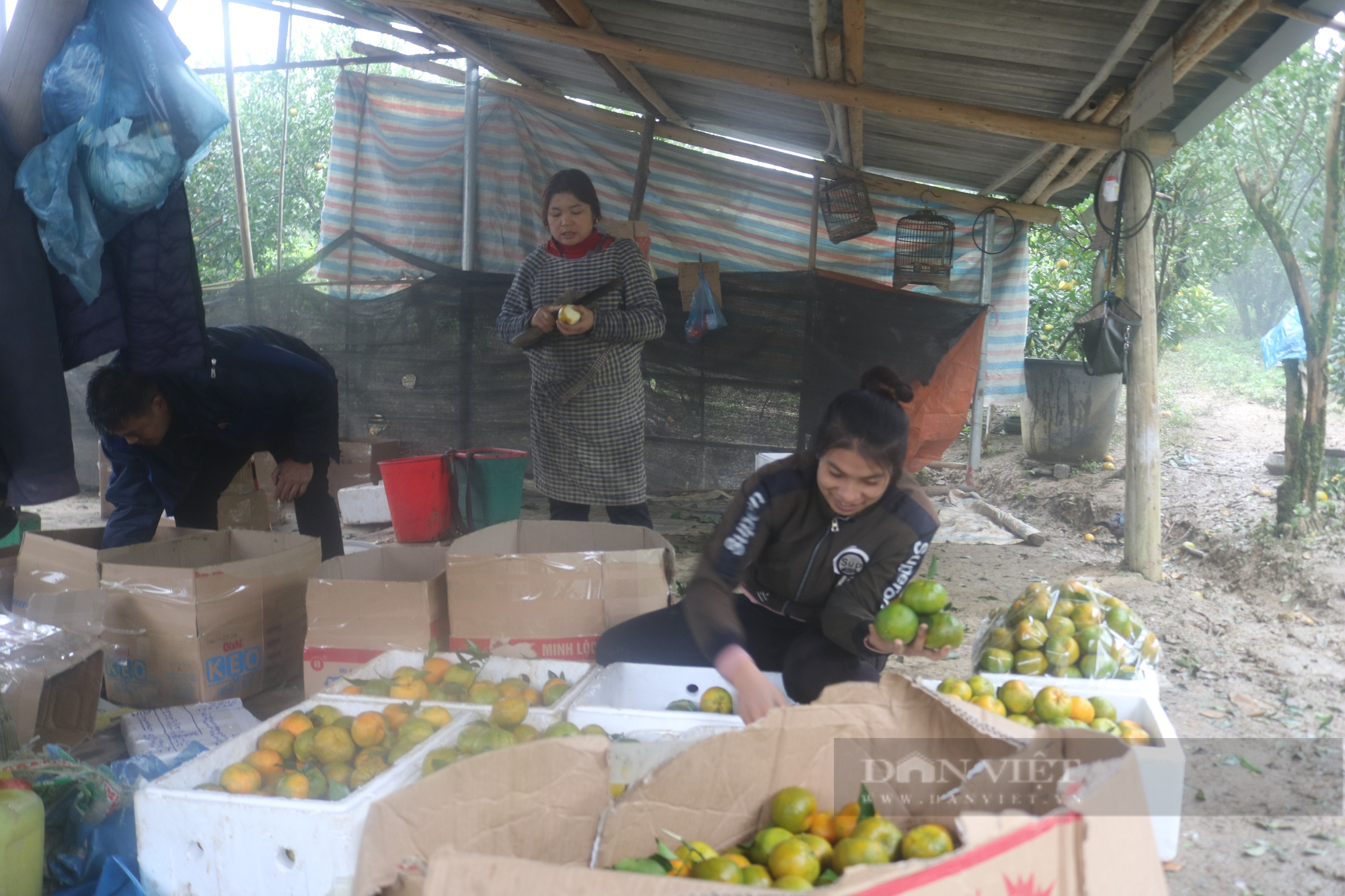 Triệu phú người dân tộc Bố Y ở biên giới Lào Cai - Ảnh 5.
