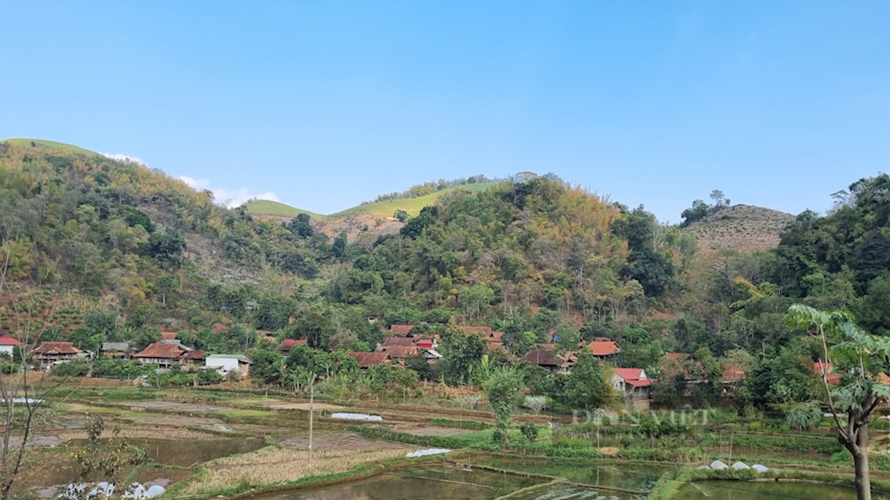 Trồng loại cây cao 3 mét, nông dân vùng cao vươn lên làm giàu - Ảnh 2.