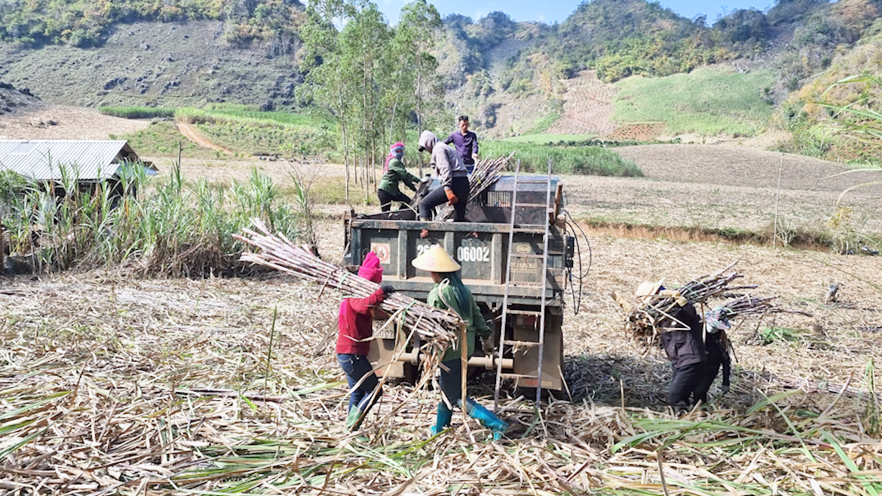 Trồng loại cây cao 3 mét, nông dân vùng cao vươn lên làm giàu - Ảnh 3.