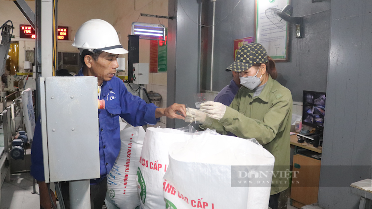 Trồng loại cây cao 3 mét, nông dân vùng cao vươn lên làm giàu - Ảnh 11.